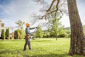 Best Tree Removal Services  in Bristol, TN